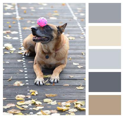 Malinois Leaves Belgian Shepherd Dog Image